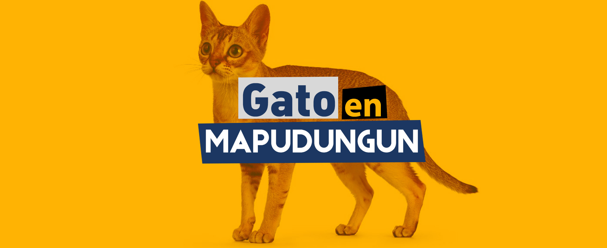 Gato en mapuche