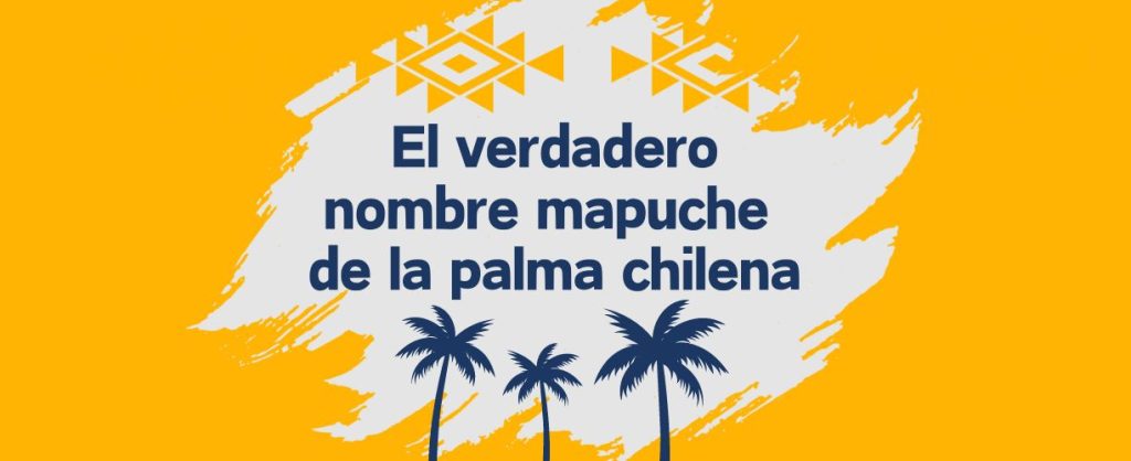 palma chilena en mapudungun